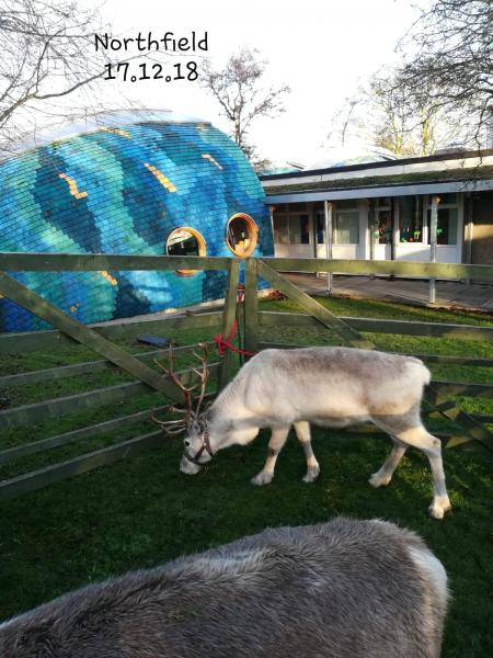 Reindeer visits into schools Gallery Main Photo